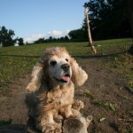 Gabby at Benton Harbor