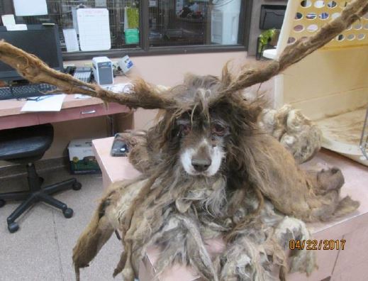 Neglected cocker spaniel with matted hair