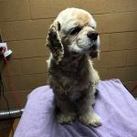 damp cocker spaniel on grooming table