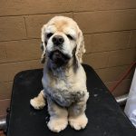 Cocker spaniel after bath and trim