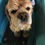 A wet cocker spaniel in bathtub