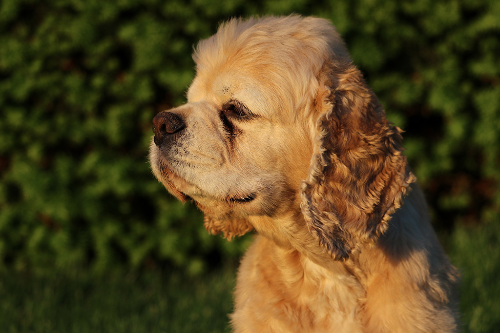 Hoshi tonight – My Cocker Spaniel