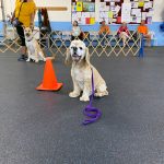 Hoshi by orange training cone