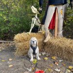 Hoshi in front of Hallowen display