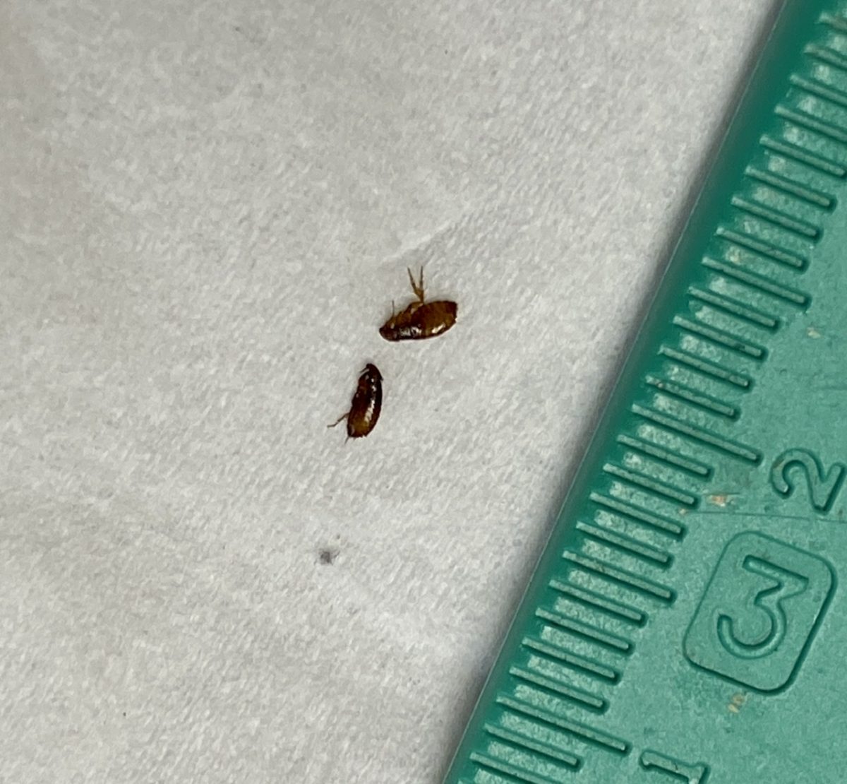 Fleas removed during bath