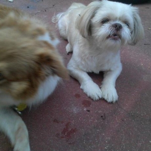 Romeo my Shih-Tzu