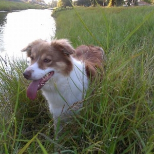 Tex My Border Collie