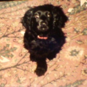 Dizzy's pics