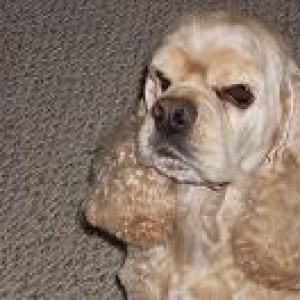 Media 'marval 8 years old' in album 'Cockers Spaniel addiction!'