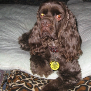 Stormy the day he came to us from Oklahoma