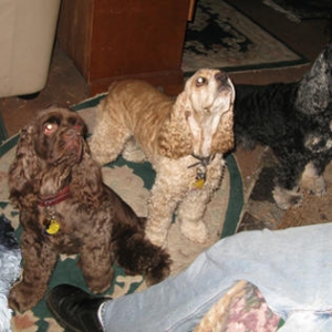 My 4!
Tunie, Stormy, Pogo, and Pepper