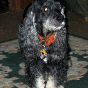 Here is Baby, or Pepper my old man now.