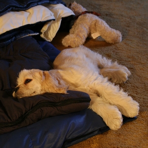 Media 'Date: 4/4/2009
Time: 12:50am
Hoshi in the family room snoozing in front of the TV' in album 'Hoshiko'