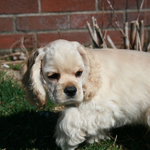 Date: 4/4/2009
Here's a cute picture of Hoshi.