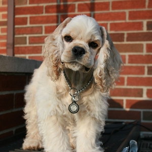 Media 'Date: 5/10/2009
Location: Front Porch
Hosh with new haircut.' in album 'Hoshiko'