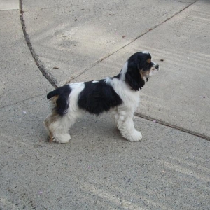 Media 'sara' in album 'Cockers Spaniel addiction!'