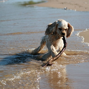 Media 'Sterling State Park
5/19/2009
Playing fetch along the beach
Just so everyone knows, dogs aren't allowed on the beach.' in album 'Hoshiko'