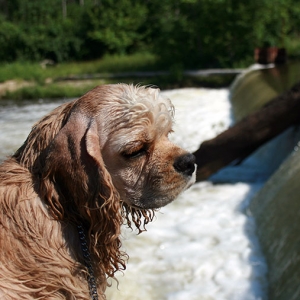 Date 6/25/2009
Location: Yates Park, Rochester Hills, MI
Title: A Wet Hoshi
Hoshi went for a swim just before the picture.  He looks a little down in this pic.  He got carsick on the way there then wore himself out at the park.