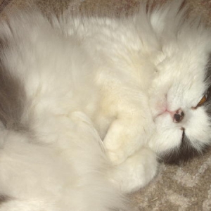 Media 'Hi there, I sleep alot because I turned 20 on April 1st., love Khashmir, an angora ragdoll rescue.' in album 'Deacon and Tynan Hardie'