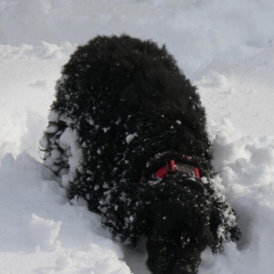 Media 'Tynan snow bunny.  I know I left a ball here somewhere in the Fall.' in album 'Deacon and Tynan Hardie'