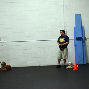 Location: Sportsmen's Dog Training Club of Detroit
Date: 8/26/2006
We had a race to the pylons where we did "sit" at the 2nd pylon and "lay" at the 3rd pylon then heel all the way back to the wall.