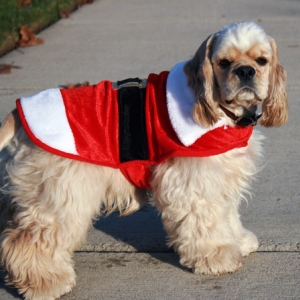 Hoshi in his Santa suit
11/29/2009
