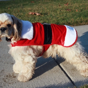 Hoshi in his Santa suit
11/29/2009