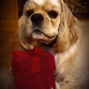 Here is one of Hoshi's pictures from JC Penny (12 Oaks Mall).  It isn't one used for the Christmas card.  They loved Hoshi.  He was so good with sit-and-stay.  They asked me to sign a release x2.  They want to use him for their portfolio.