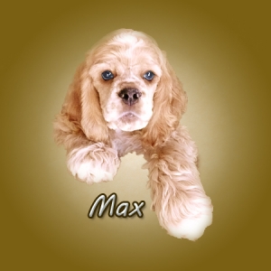 Media 'Max 14 weeks old' in album 'Max'