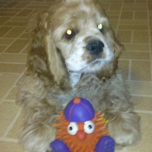 Media 'Max (16 wks) and his favorite squeaky toy' in album 'Max'