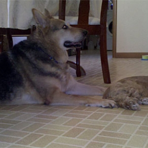 Max (16 wks) and Sarge (13 yrs)
