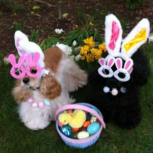 cocker Easter Bunnies