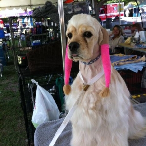 April waiting to go in the ring.
