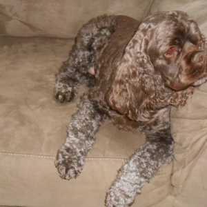 Theodorehttp://mycockerspaniel.com/forum/album.php?albumid=381&attachmentid=8031