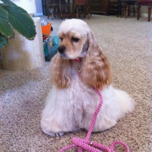 wearing her new collar and leash