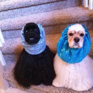 I made new snoods for Fenway and Amelia today.  looking fancy.