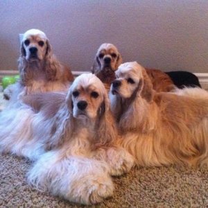 Amelia with her friends; Jack, Bindy and Daisy.