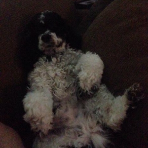 Rub my tummy?