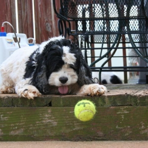 Donnie's idea of "fetch" - she pushes it and I'm at the bottom of the steps to "fetch"