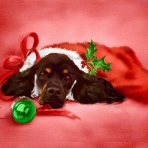 Jagger2 Christmas 2014