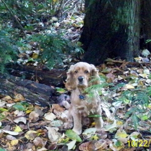 He blends in well with the fall leaves.