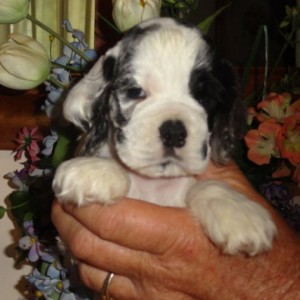 Introducing Bosco