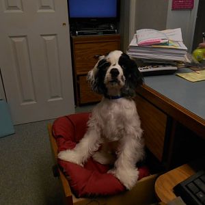 Bosco 003