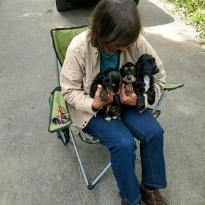 Puppies