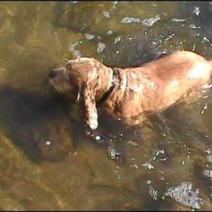 Gabby Swims!