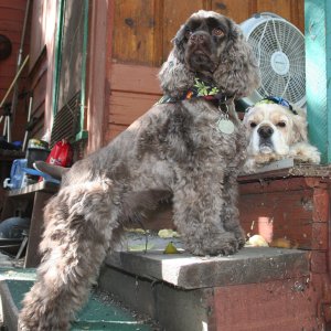 Pye&Pogs