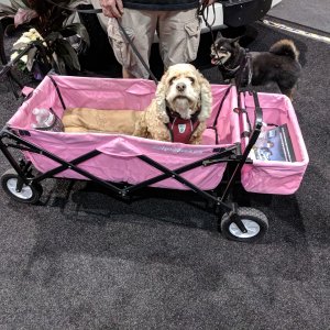 Someone let me out of this wagon!
