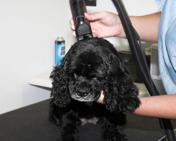 Grooming a black American cocker spaniel
                                                        