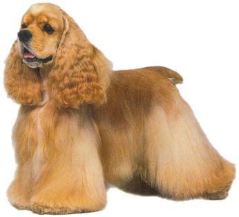 American Cocker Spaniel picture