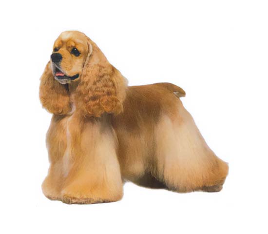 American cocker spaniel